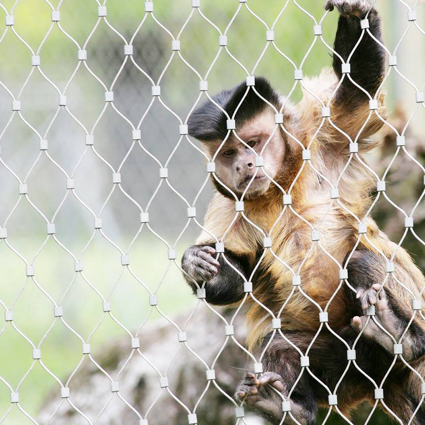 君創動物園鋼絲繩網